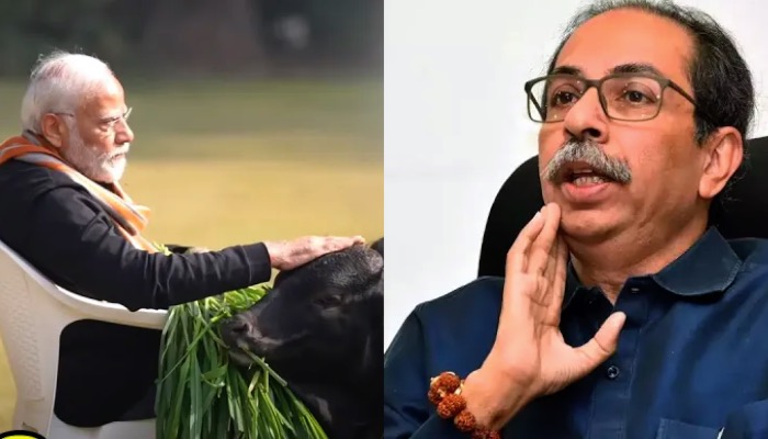 Maharashtra में Modi ने खेल दिया तगड़ा दांव, अब गाय जिताएगी BJP को चुनाव !