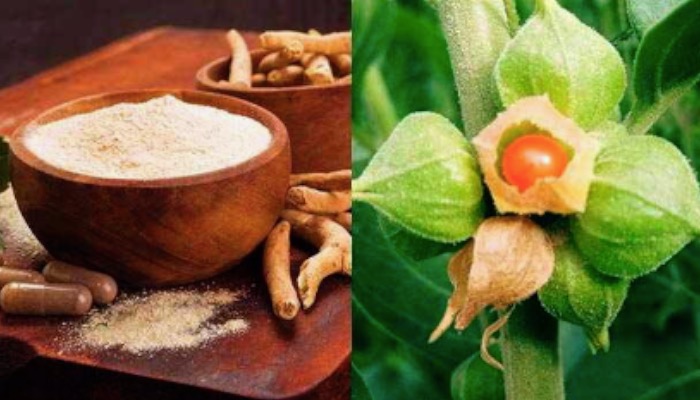 अश्वगंधा का सेवन करने से पहले जान लें इसकी पूरी जानकारी