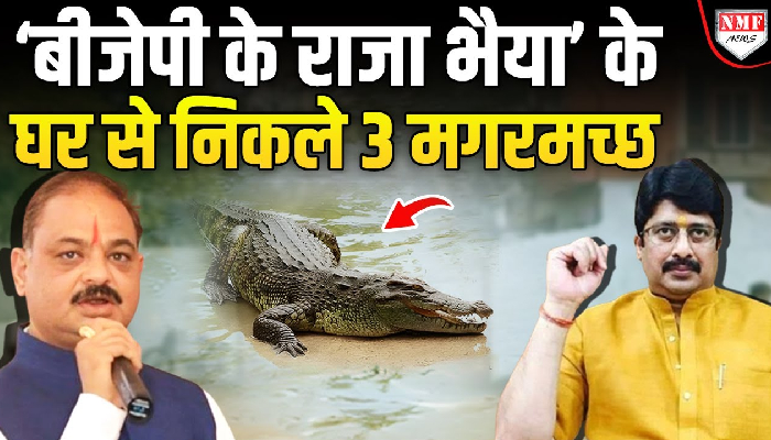 बीजेपी के पूर्व विधायक के घर में तालाब से 3 मगरमच्छ निकले, दिला दी राजा भैया की याद