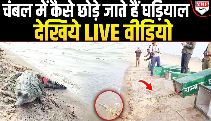 Chambal नदी में सरकार ने क्यों छोड़े 25 Crocodile, 1978 से चला आ रहा ये सिलसिला !