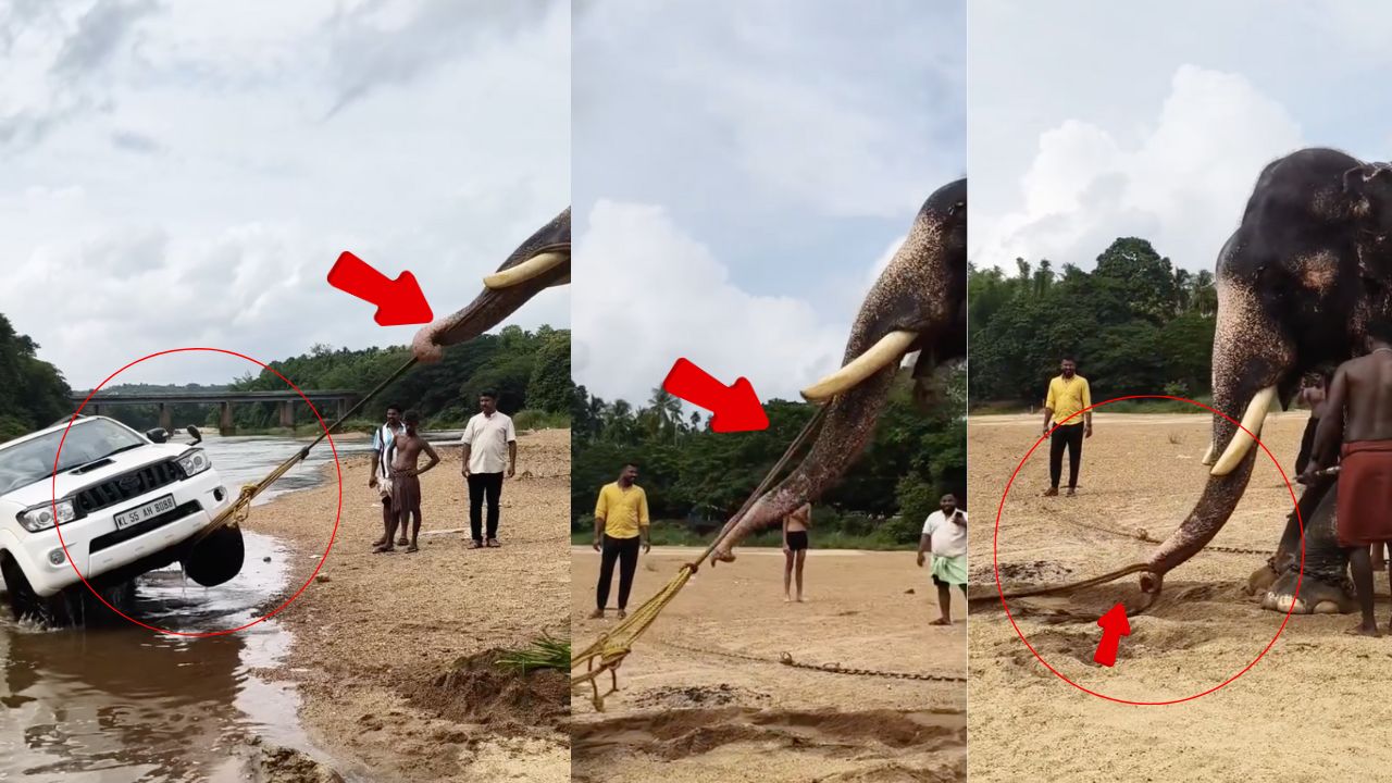 दलदल में फंसे थे 2800 किलो वजन वाली कार के तीन पहिए...तभी हाथी आया और खिलौने की तरह खींच निकाला बाहर, VIDEO वायरल