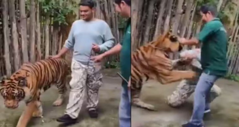 बाघ को सेंसिटिव जगह छूना टूरिस्ट को पड़ गया भारी, एक ही झपट्टे में दबोच ली गर्दन, दिल दहला देने वाला VIDEO वायरल
