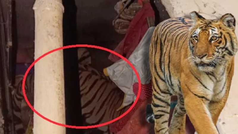 अचानक घर में घुस आया बाघ, बाल-बाल बची बच्चों की जान, दहशत में इलाके के लोग