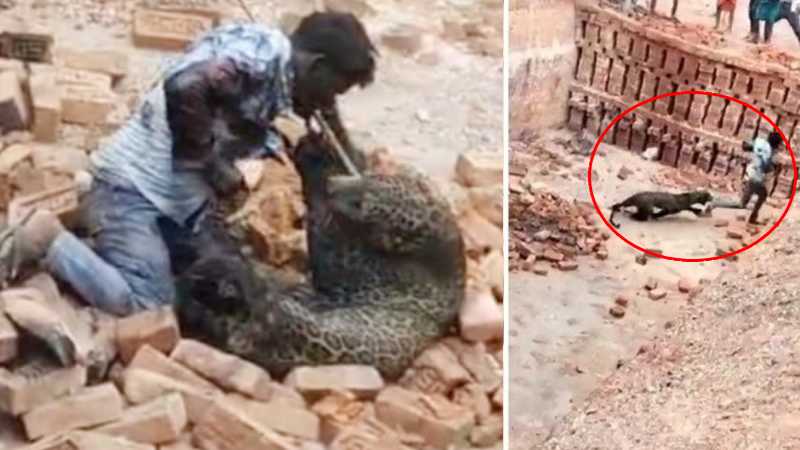 लखीमपुर में तेंदुए से भिड़ गया निडर लड़का, गर्दन पकड़ी, फिर जमीन पर पटका...VIDEO वायरल