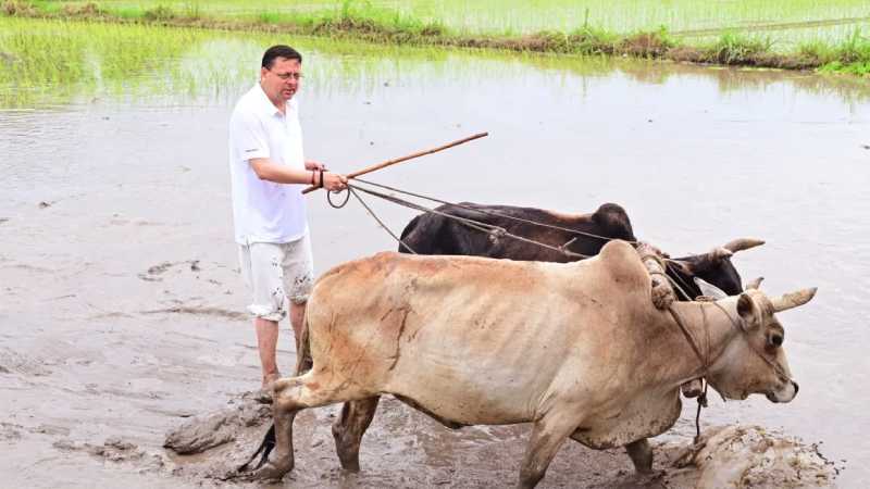 खटीमा: सीएम पुष्कर सिंह धामी ने अपने खेत में चलाया हल, धान रोपाई कर किसानों के श्रम को किया नमन