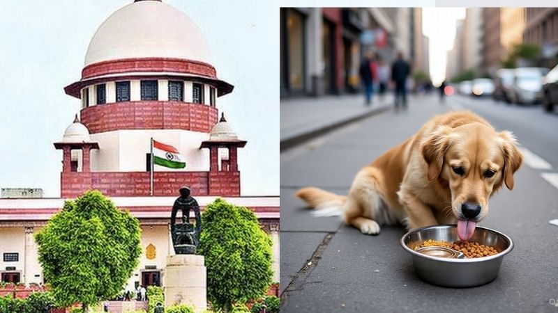 नोएडा के शख्स को सुप्रीम कोर्ट की फटकार, कहा- "आप कुत्तों को अपने घर में क्यों नहीं खिलाते?"