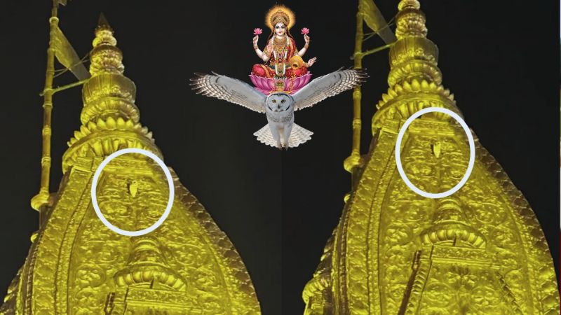 मां लक्ष्मी का वाहन 'सफेद उल्लू' काशी विश्वनाथ मंदिर के स्वर्ण शिखर पर आखिर क्यों हुआ प्रकट? क्या होने वाला है कुछ बड़ा?