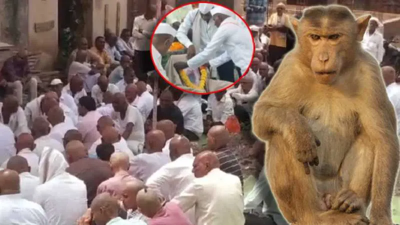 बंदर की मौत पर गम में डूबे गांववाले, धार्मिक रीति-रिवाज से किया अंतिम संस्कार, पूरे गांव ने कराया मुंडन