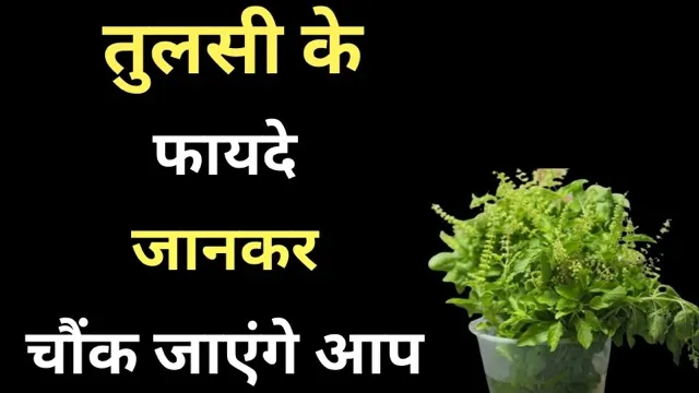 स्वास्थ्य के लिए किसी वरदान से कम नहीं है तुलसी, फायदे जानकर चौंक जाएंगे आप