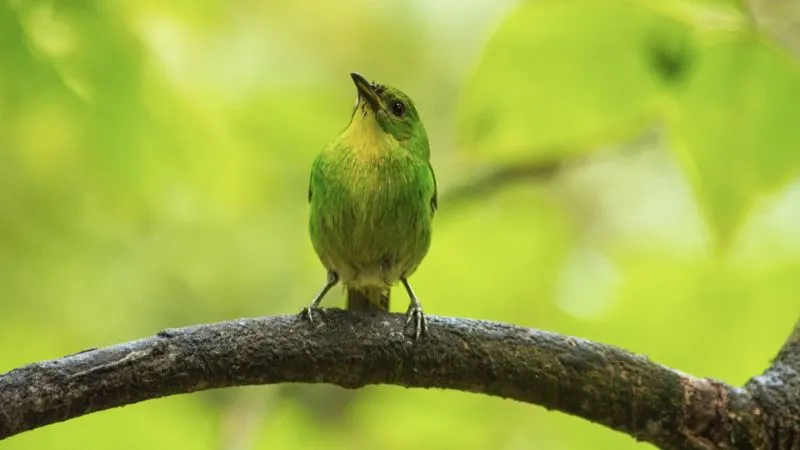 घर में दिख जाएं ये 4 जीव, तो समझ लीजिए खुलने वाली है आपकी किस्मत, मां लक्ष्मी हो गईं हैं मेहरबान