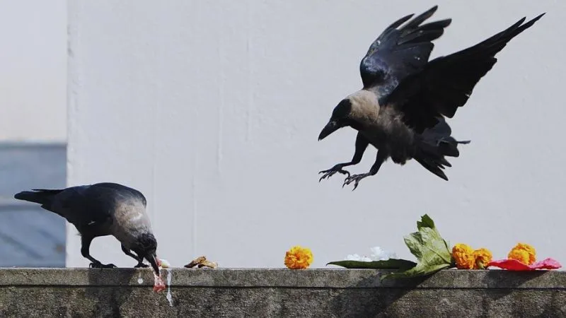पितृ पक्ष के दौरान कौआ न दिखे तो इन्हें लगाएं पंचबलि भोग, जानें इसका महत्व और विधि