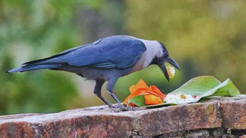 1 दिन में 2 श्राद्ध करना है कितना सही? पितर होंगे प्रसन्न या लगेगा पितृ दोष? जानें