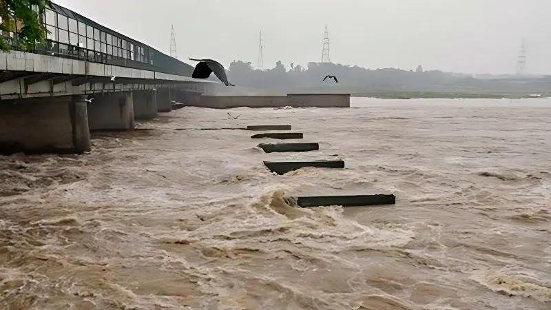 हथिनीकुंड बैराज पर यमुना में लकड़ी बटोरने वालों की भीड़ बढ़ी, पुलिस और प्रशासन की नाक में हुआ दम, संभालना हुआ मुश्किल