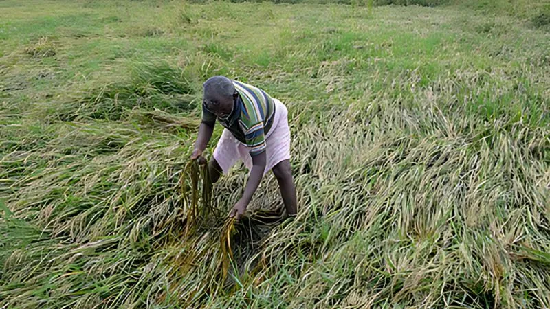 किसानों को महाराष्ट्र सरकार का बड़ा तोहफा, बारिश से खराब फसलों के लिए जारी किए 1,339.49 करोड़ रुपए