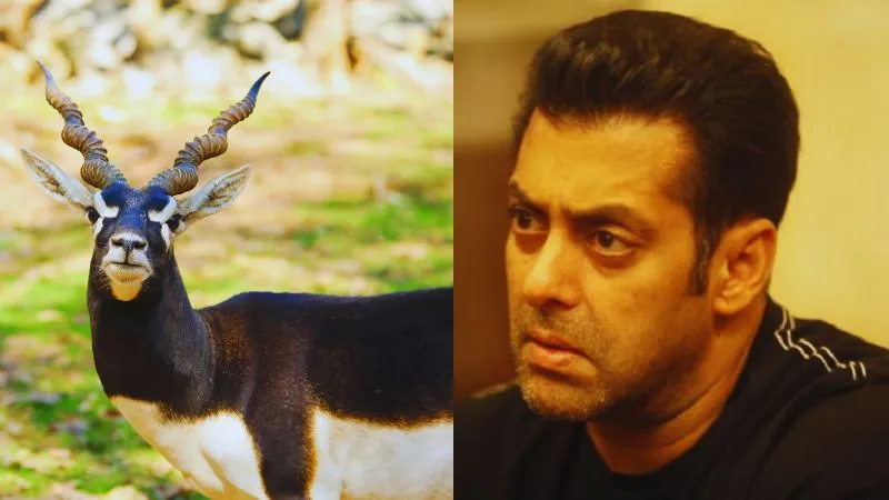 Blackbuck Poaching Case: बचेंगे या फंसेंगे सलमान...? अंतिम फैसले की आ गई तारीख