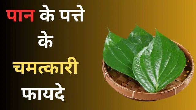 गुणों से भरपूर हैं पान के पत्ते, इसके सेवन से मिलते हैं चमत्कारी फायदे, आज से खाना कर दें शुरु