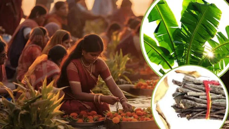 Chhath Puja 2025: आखिर क्यों केले के पत्ते और आम की लकड़ी के बिना अधूरा है छठ का त्योहार? जानें इसके पीछे की वजह