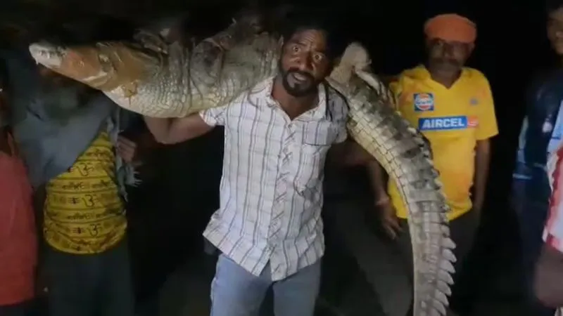 घर में घुसा विशालकाय मगरमच्छ, सहमे लोग… रेस्क्यू के बाद कंधे पर उठाकर ले गया 'टाइगर'