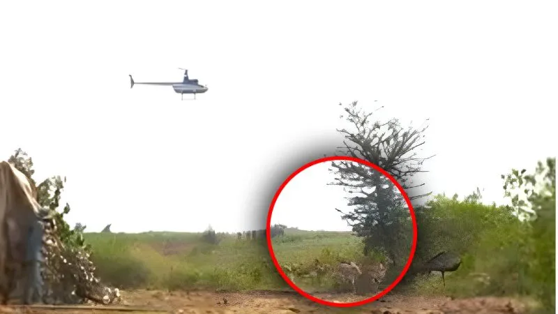 MP में किसानों की फसल को बचाने के लिए अपनाई गई बोमा तकनीक, हेलीकॉप्टर से हांका देकर पकड़वाए हिरण, वीडियो वायरल