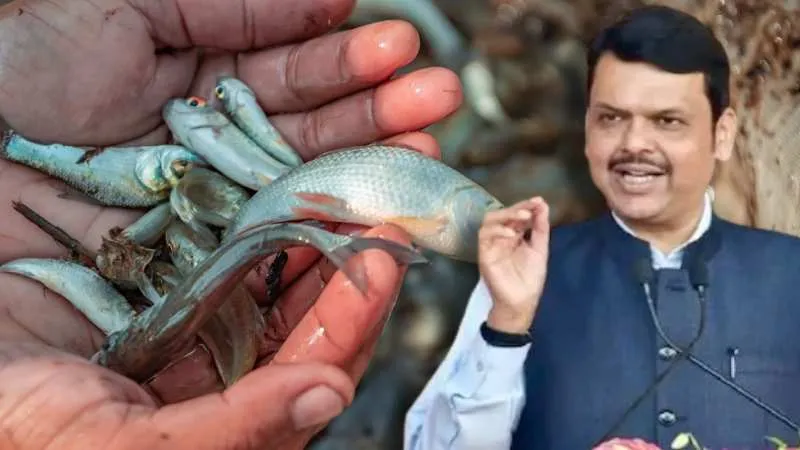 महाराष्ट्र सरकार का नया नियम, अब तय होगा मछलियों का न्यूनतम आकार, जुवेनाइल मछलियों की तस्करी पर सख्ती