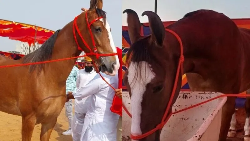 पुष्कर मेले में आई एक करोड़ की घोड़ी 'नगीना', सेल्फी लेने वालों का लगा तांता, क्यों है खास?