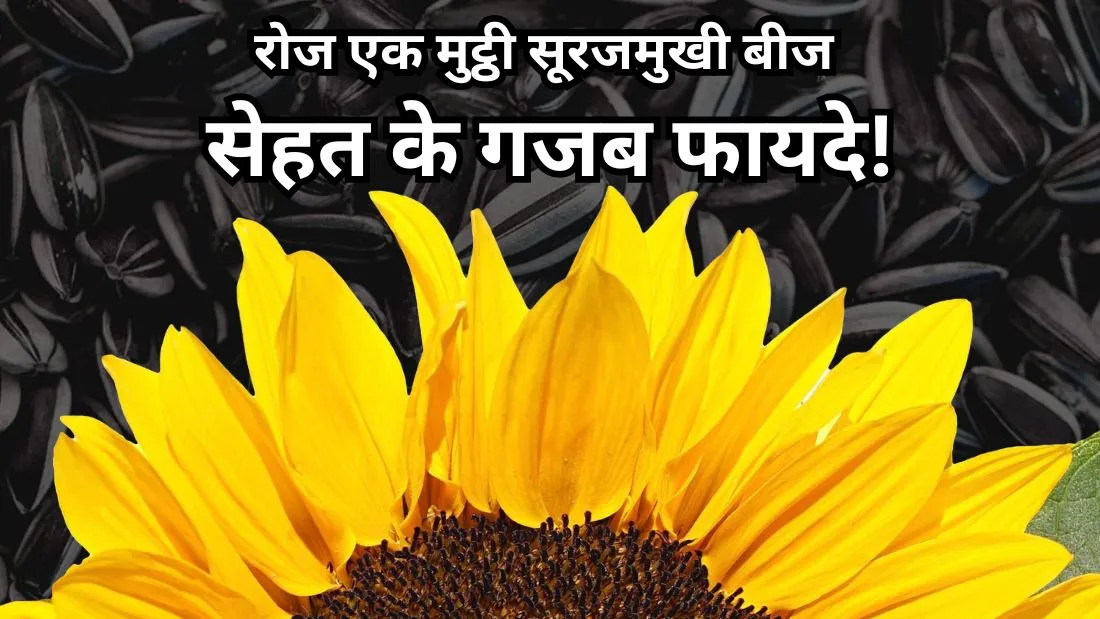 सूरजमुखी के बीज के चमत्कारी फायदे : रोजाना एक मुट्ठी खाने से त्वचा, दिल और बाल रहेंगे हमेशा हेल्दी