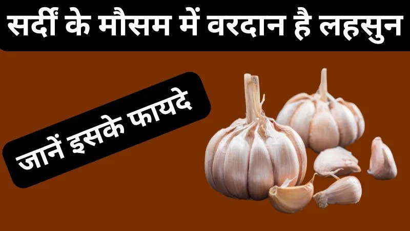 हृदय को रखे स्वस्थ, पाचन को रखे दुरुस्त, सर्दीं के मौसम में वरदान है लहसुन जानें इसके फायदे