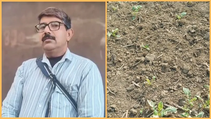 अलीगढ़ में अन्नदाता पर दबंगों का कहर, लहलहाती लाहा की फसल को जहरीला रसायन छिड़क कर किया तबाह, जांच में जुटा प्रशासन