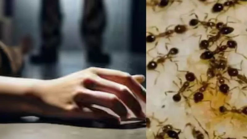 ‘मुझे माफ करना, सावधान रहना…’ चींटियों के डर से महिला ने किया सुसाइड, डॉक्टर्स ने कहा- नहीं देखा ऐसा केस