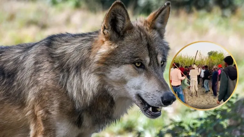 बहराइच में फिर जागा खूंखार भेड़िया… 8 घंटे में दो बच्चों को बनाया निवाला, कई गांवों में दहशत