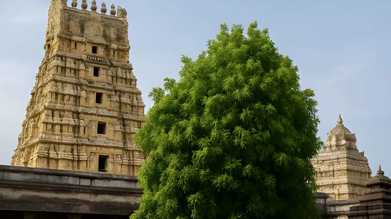 एकम्बरेश्वर मंदिर है मां पार्वती के प्रेम और तप का प्रतीक, यहां मौजूद चमत्कारी पेड़ पर लगते हैं चार तरह के आम!