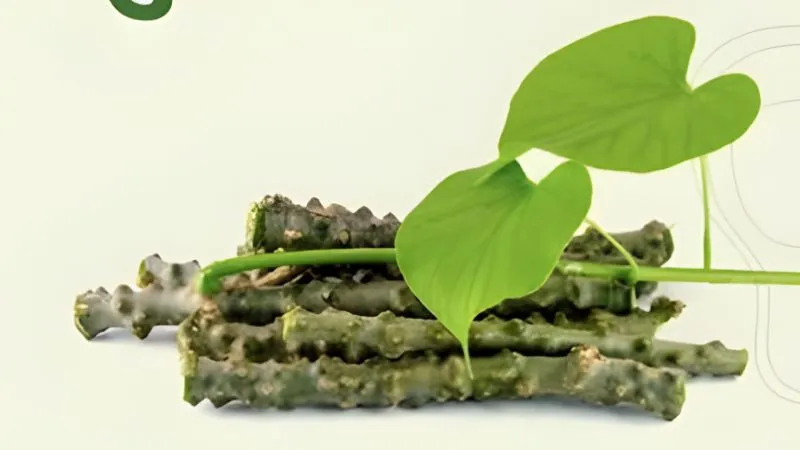 कैंसर से लेकर डायबिटीज तक, गिलोय है हर मर्ज की औषधि!