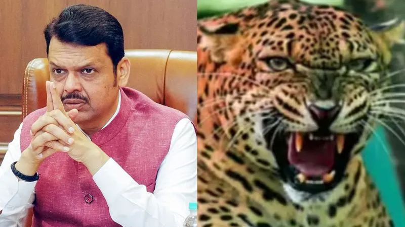 महाराष्ट्र में बढ़े आदमखोर तेंदुए के हमले… पुणे में ली मासूम की जान, फडणवीस सरकार ने उठाया ये बड़ा कदम
