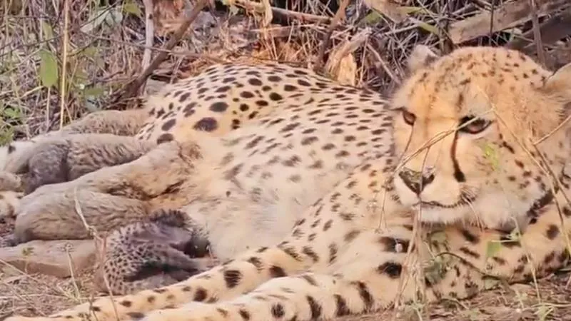 कूनो नेशनल पार्क में चीता ‘मुखी’ ने पाँच शावकों को जन्म दिया, CM मोहन यादव ने तस्वीर सोशल मीडिया पर शेयर की