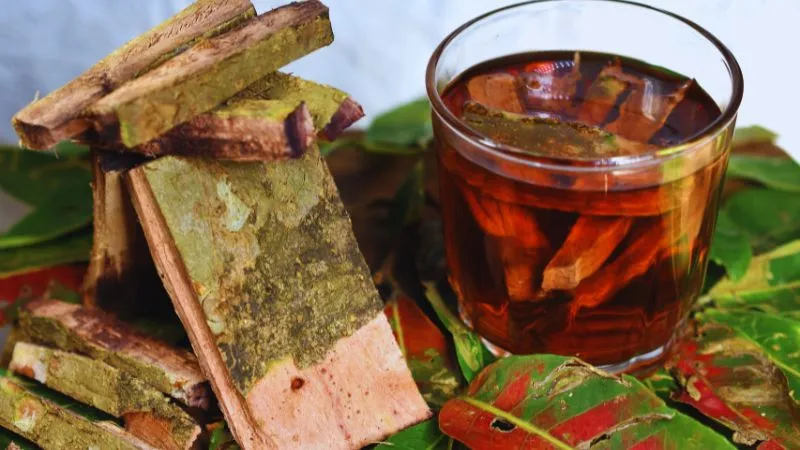 हार्ट अटैक का खतरा होता कम, अस्थमा की तकलीफ से मिले राहत, बेहद फायदेमंद है अर्जुन की छाल का रस