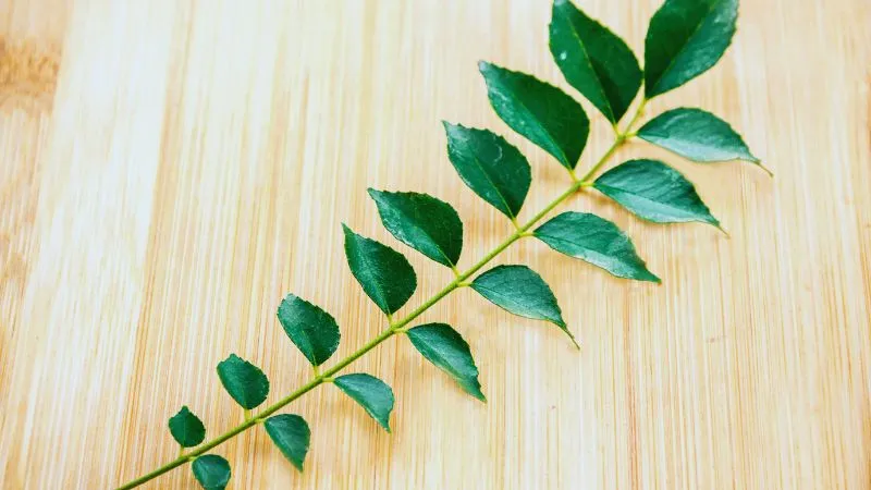 पेट की चर्बी घटाने हटाने से दिल को मजबूत रखने तक, शरीर के लिए वरदान है करी पत्ता, जानें फायदे