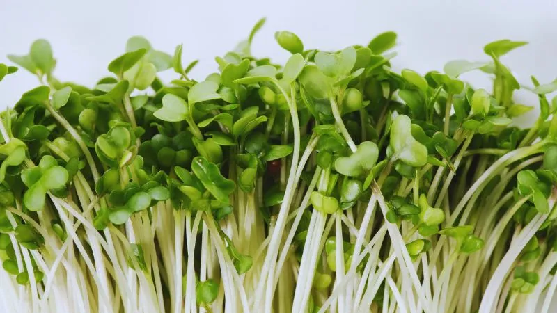 वजन घटाने से लेकर पाचन को दुरुस्त रखने तक, मेथी के पत्तों में सेहत का खजाना, सर्दियों में खाने से मिलेंगे अनेक फायदे