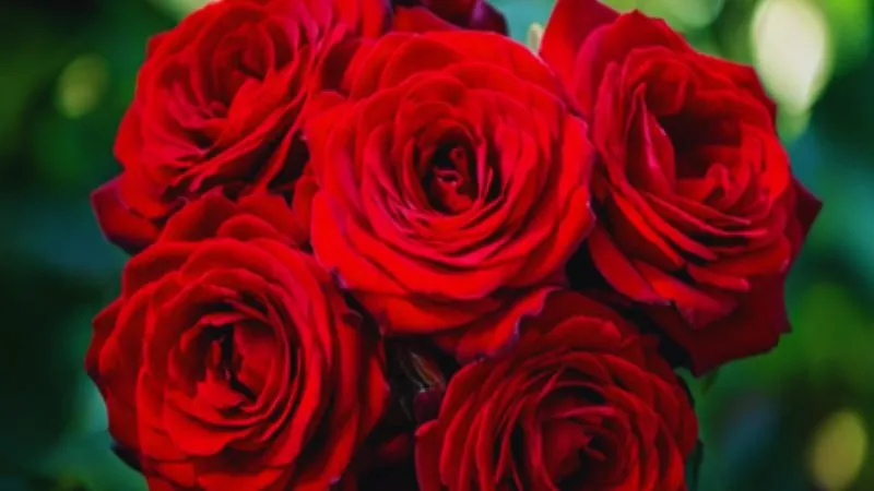 बेहद फायदेमंद है देसी गुलाब, पाचन से लेकर माइग्रेन तक में देता है आराम