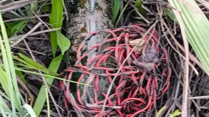 बीजापुर में नक्सलियों की बड़ी साजिश नाकाम, सुरक्षा बलों ने प्रेशर IED किया बरामद