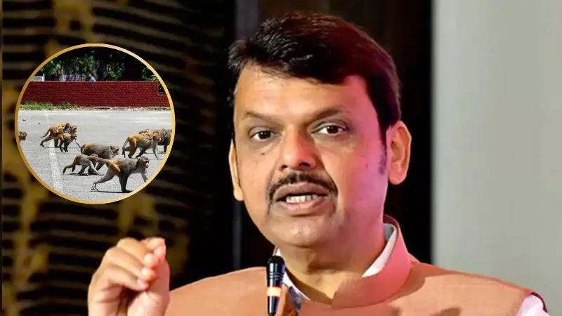 बंदर पकड़ो, इनाम पाओ! महाराष्ट्र सरकार ने शुरू की नई योजना