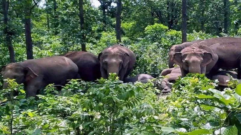 रामगढ़ में हाथियों का कहर, एक ही दिन में चार की मौत, गुस्साए ग्रामीणों ने सड़क जाम कर किया प्रदर्शन