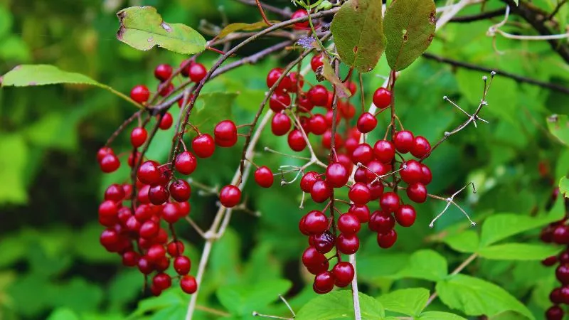 इम्यूनिटी बढ़ाने से लेकर दिल को स्वस्थ रखने तक, सर्दियों का सुपरफूड जंगली बेर, जानें इसके फायदे