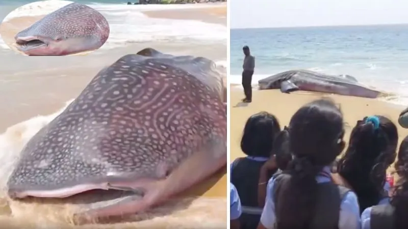 कन्याकुमारी समुद्री तट पर बहकर आया विशालकाय व्हेल शार्क का शव, जहाज से टक्कर के बाद मौत की आशंका, VIDEO वायरल