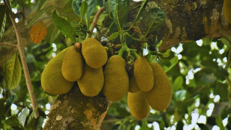 हृदय से डायबिटीज तक, कटहल सेहत का परफेक्ट कॉम्बिनेशन, फायदे जानकर आप भी शुरू कर देंगे खाना