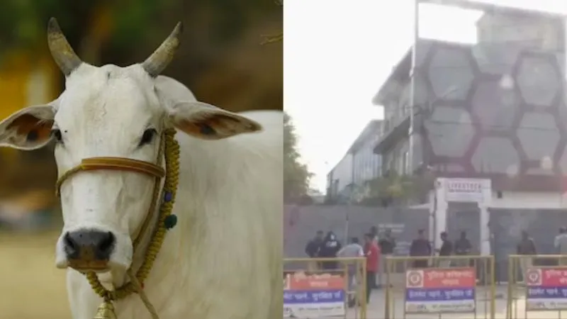 भोपाल में स्लॉटर हाउस के खिलाफ सड़कों पर उतरा मुस्लिम समुदाय, गाय को राष्ट्रीय पशु का दर्जा देने की मांग