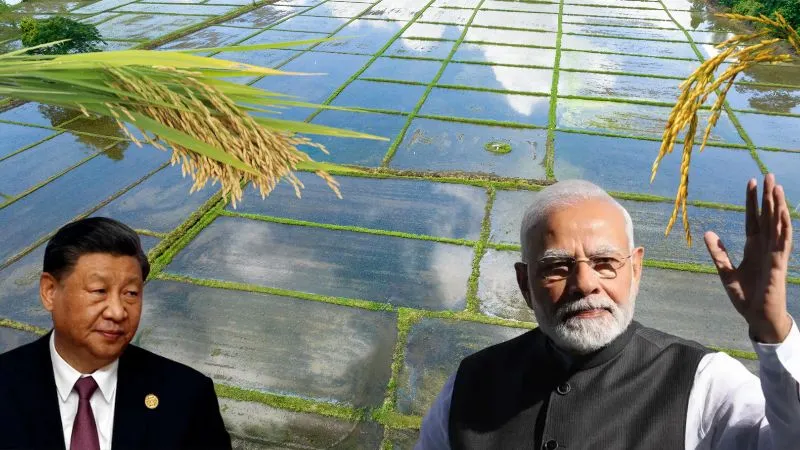 ड्रैगन की बादशाहत खत्म, लाख रुकावटें पैदा करने के बावजूद पिछड़ा चीन, भारत बना सबसे बड़ा चावल उत्पादक देश