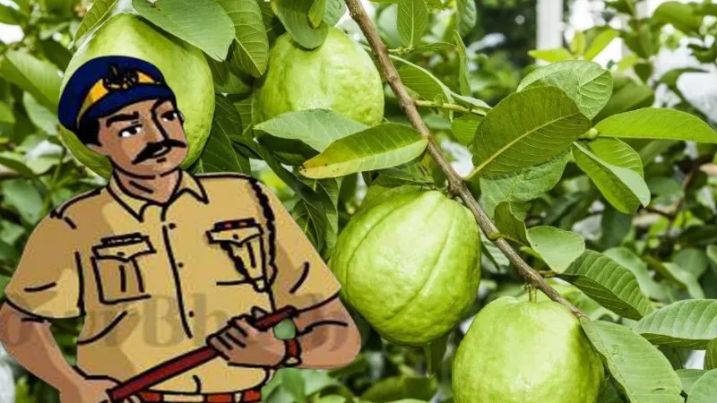 अमरूद खाने पर सिपाही को मिला नोटिस… जवान के जवाब से ‘साहब’ भी हैरान, सोशल मीडिया पर मजेदार लेटर Viral