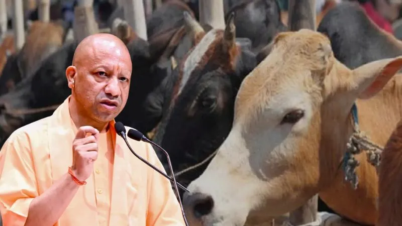 योगी सरकार की बड़ी पहल, गोवंश के लिए 7140 हेक्टेयर चारागाह की भूमि को किया कब्जा मुक्त, पौष्टिक हरा चारा उत्पादन शुरू