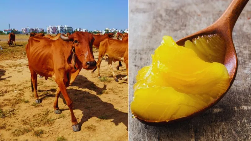 एक चम्मच घी बदल देगा आपकी जिंदगी, बस जान लें किस तरह से करें सेवन, देसी गाय का Ghee सबसे बेस्ट
