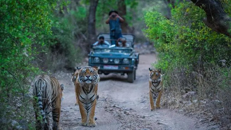 रणथंभौर सफारी में मोबाइल फोन पर पूर्ण प्रतिबंध, वन्यजीवों और पर्यटकों की सुरक्षा के लिए कदम